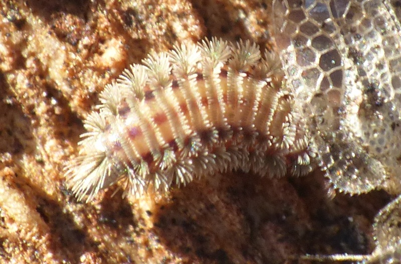 Diplopoda Polyxenida: Polyxenus lagurus